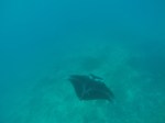 Mantaray