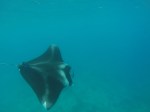 Mantaray