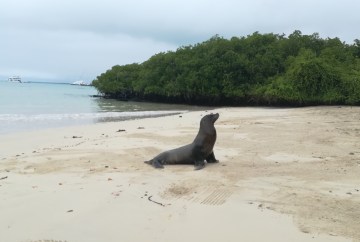 Sea lion Galapagos